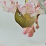 河津サクジローⅱ