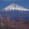 春暖　富士山