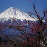 春暖　富士山　Ⅱ