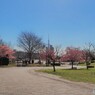 汐入公園の河津桜