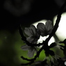 夜桜