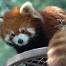 レッサーパンダ