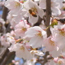 桜とセイヨウミツバチ1 2010 PowerShot A70
