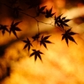 ざわめく紅葉