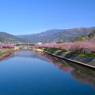 河津桜まつり