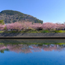 河津桜まつり