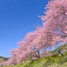 みなみの桜と菜の花まつり