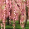 しだれ花