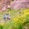 菜の花も咲きました