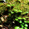 The Moss