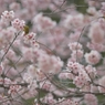 spring for tokyoites 2018