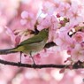 足をのばしてチュー