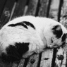 春眠