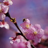 春暖　河津桜