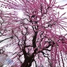 結城神社の枝垂れ梅⑤向かってくる光と花