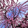 結城神社の枝垂れ梅⑥青空