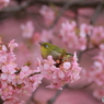 めじろ