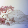 Still Life Ⅳ