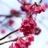 寒緋桜開花１