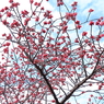 寒緋桜開花２