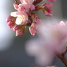 河津桜の頃