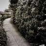 写シンの由来 (09)