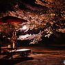 茶処と夜桜