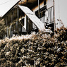 写シンの由来 (11)