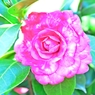TSUBAKI咲く、春なのに・・・