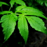 Green Leaf