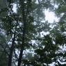 霧の中