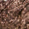 桜色ロード