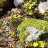仰烏帽子山登山 春を告げる花(1)