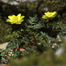仰烏帽子山登山 春を告げる花(2)