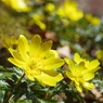 仰烏帽子山登山 春を告げる花(6)