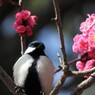 花鳥