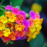 【pompon】