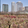 大阪城公園の梅林