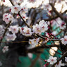 梅花