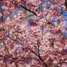 桜晴れ