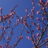 春の期待