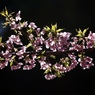 桜時間