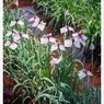 PENTAX_MV1_FUJI100_ (4)