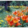 PENTAX_MV1_FUJI100_ (8)