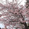 満開早咲き桜１