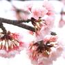 満開早咲き桜2