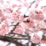 満開早咲き桜3
