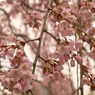 しだれ桜2018その３