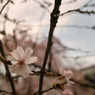 しだれ桜2018その４