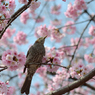 ヒヨドリ&桜_07